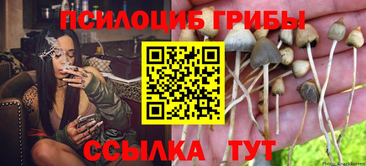 Псилоцибиновые грибы мицелий Новороссийск